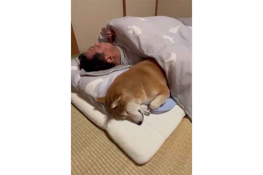 気持ちよさそうに布団で眠るりんちゃん（スクリーンショット）