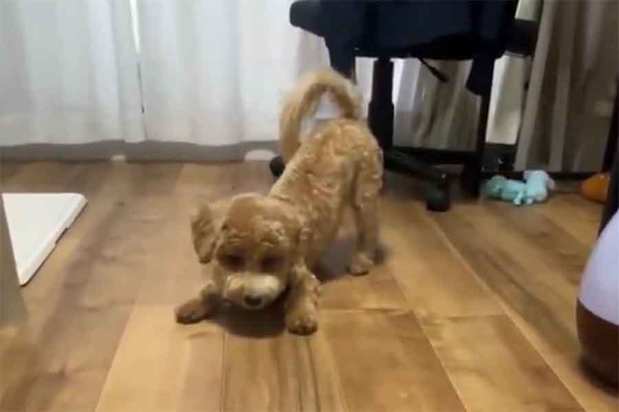 たむくんが見つめるその先には…（スクリーンショット）