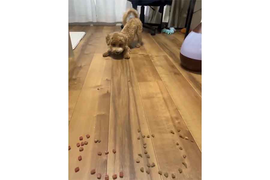 床に散らばったドッグフードを楽しそうに食べるたむくん（スクリーンショット）