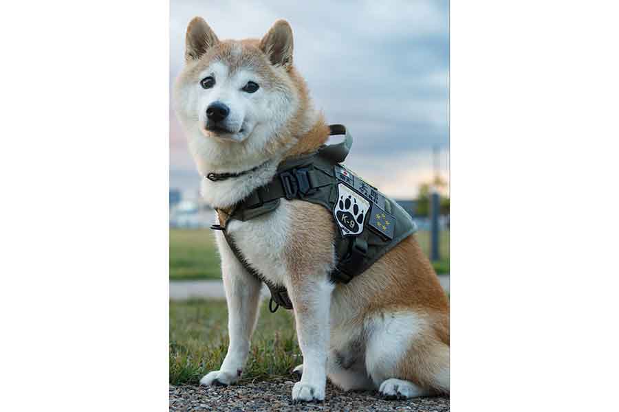 かっこいいポーズをとる太郎くん【写真提供：柴犬太郎（@tarokusho）さん】