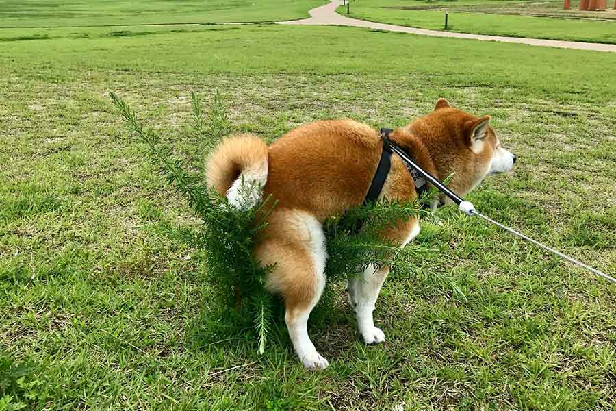 植物にまたがる太郎くん【写真提供：柴犬太郎（@tarokusho）さん】