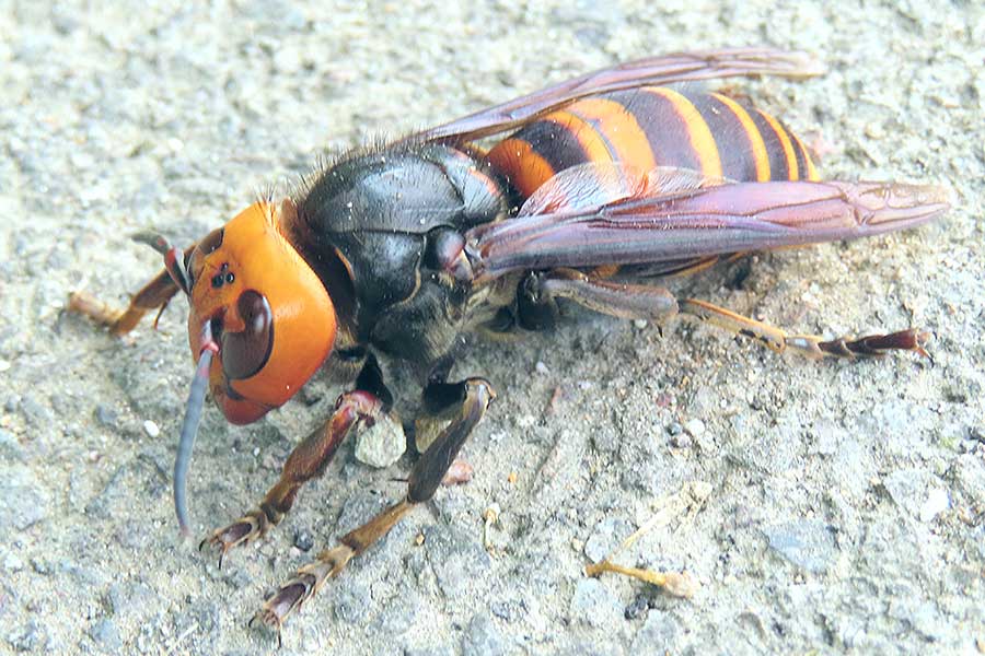 強い生命力を持つスズメバチ（写真はイメージ）【写真：写真AC】