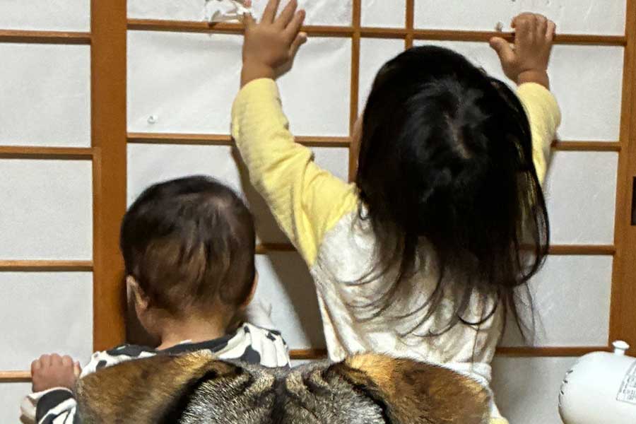 仲良く遊ぶ姉弟の後ろには、驚きの光景が…！【写真提供：保護犬ころく（@koroku1010）さん】