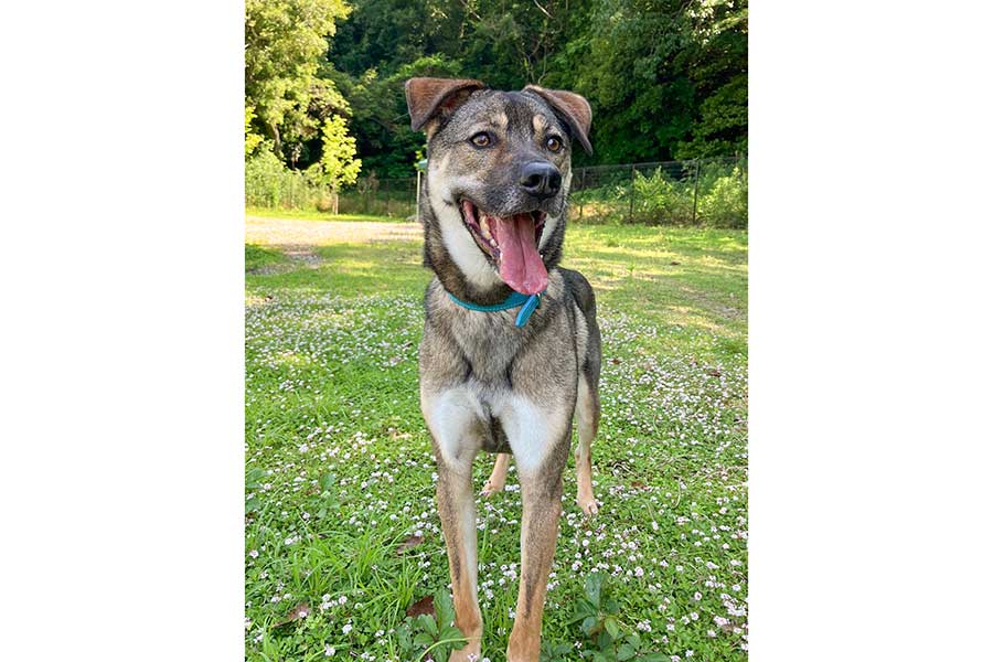 笑顔を見せるころくくん【写真提供：保護犬ころく（@koroku1010）さん】