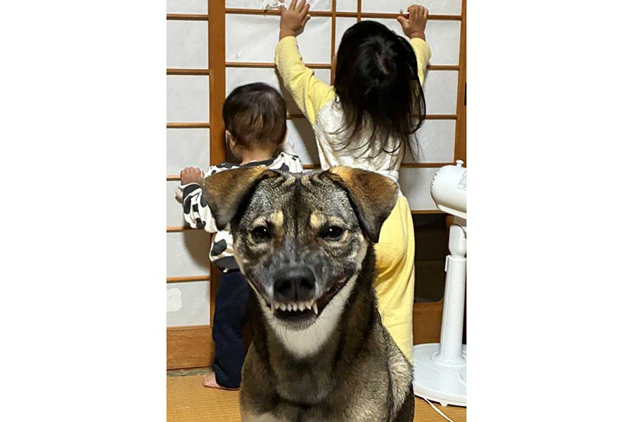 「すごい顔」のころくくん【写真提供：保護犬ころく（@koroku1010）さん】