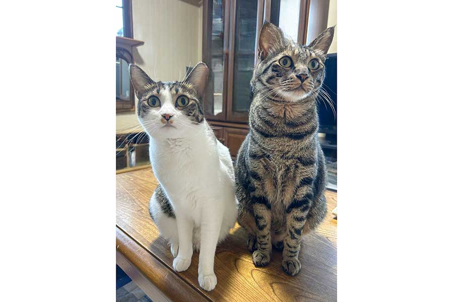 実のきょうだいの（左から）よもぎちゃんとなぎくん【写真提供：よもなぎ（@yomo_nagi）さん】