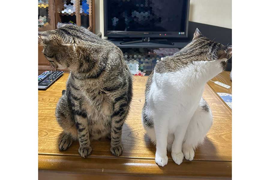 同時にそっぽを向く（左から）なぎくんとよもぎちゃん【写真提供：よもなぎ（@yomo_nagi）さん】