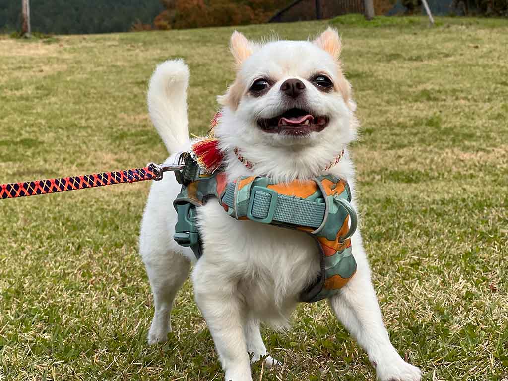 散歩を楽しむいずも丸くん【写真提供：なか（@nakkkkkan）さん】