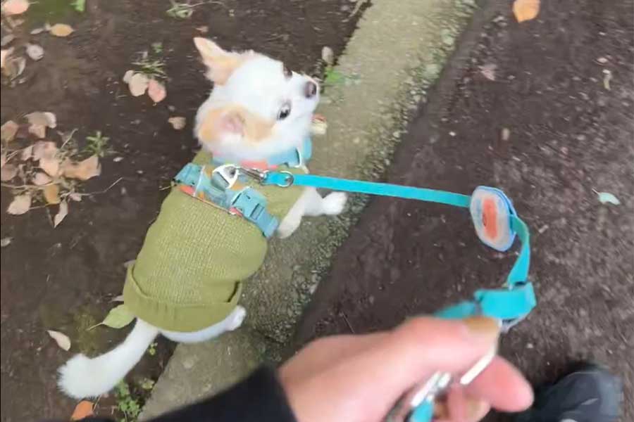 隣を歩こうとすると「なんで？」と言いたげな表情になるいずも丸くん（スクリーンショット）