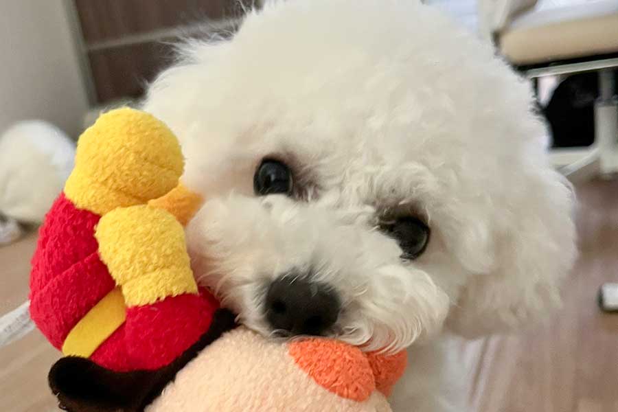 「パパに気づいてもらえないね…」　小型犬がしょんぼり　愛おしすぎる一枚に27万”いいね”　「これはかまわずにはいられないやつ」 | Hint-Pot