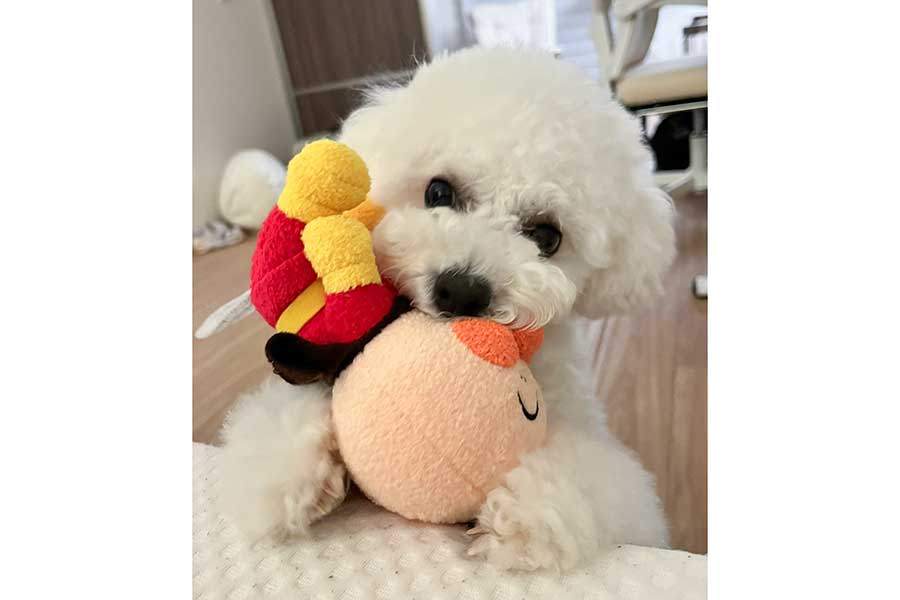 お気に入りのぬいぐるみで遊ぶアポちゃん【写真提供：あぽちぃ（@apo_ro0923）さん】