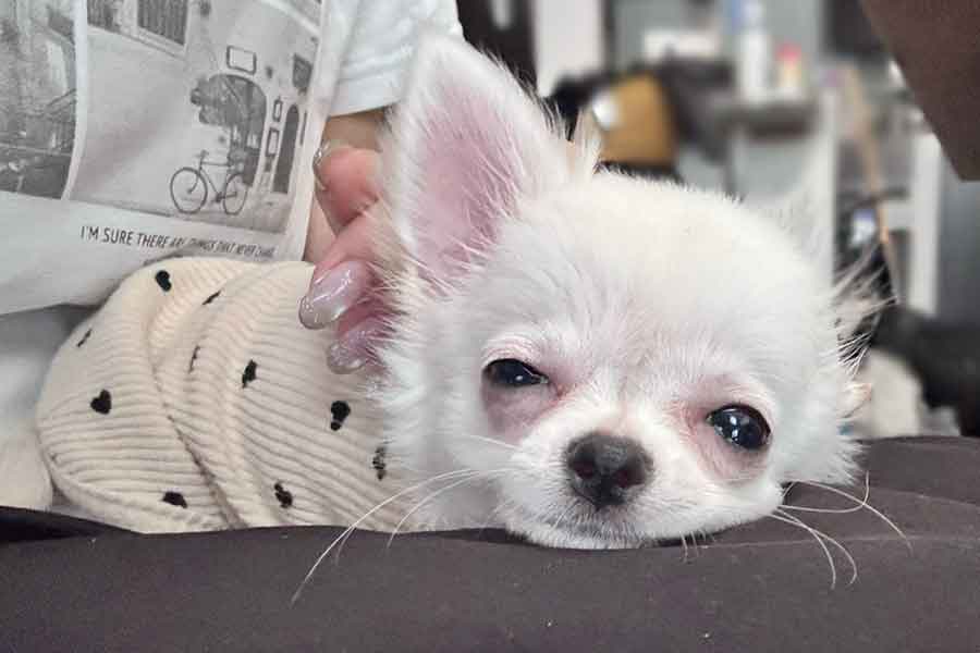 飼い主さんの膝で気持ちよさそうに眠るコロンちゃん【写真提供：ころころコロン（@corocoro__colon）さん】