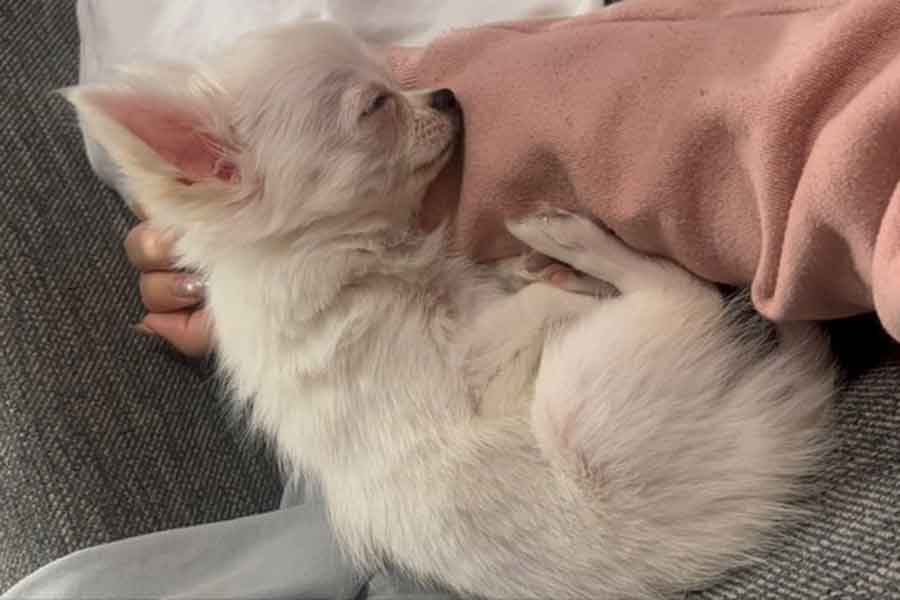 飼い主さんの腕枕で気持ち良さそうに眠るコロンちゃん【写真提供：ころころコロン（@corocoro__colon）さん】