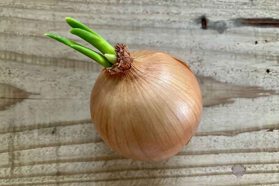 芽が出たタマネギ（写真はイメージ）【写真：写真AC】