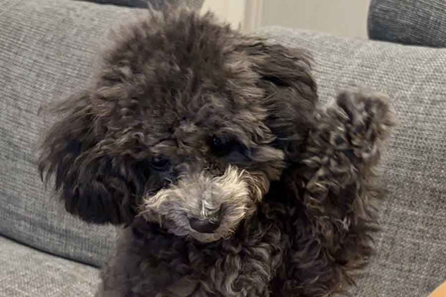 獅子王丸くんがお手をしようとする手のひらには…【写真提供：いぬ、ししおうまる（@sisiomaru_inu）さん】