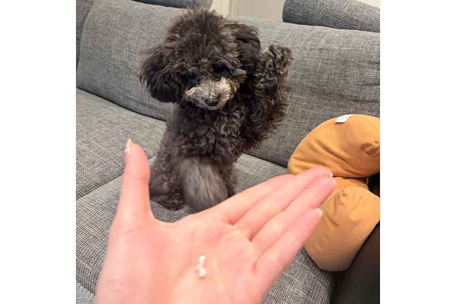 乳歯の乗った飼い主さんの手のひらに“お手”をしようとする獅子王丸くん【写真提供：いぬ、ししおうまる（@sisiomaru_inu）さん】