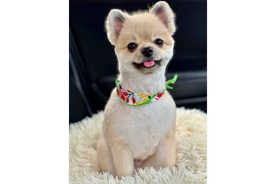 とてもキュートなむぎくん【写真提供：あさぽん/ポメラニアンのしもべ（@asaponta_9）さん】