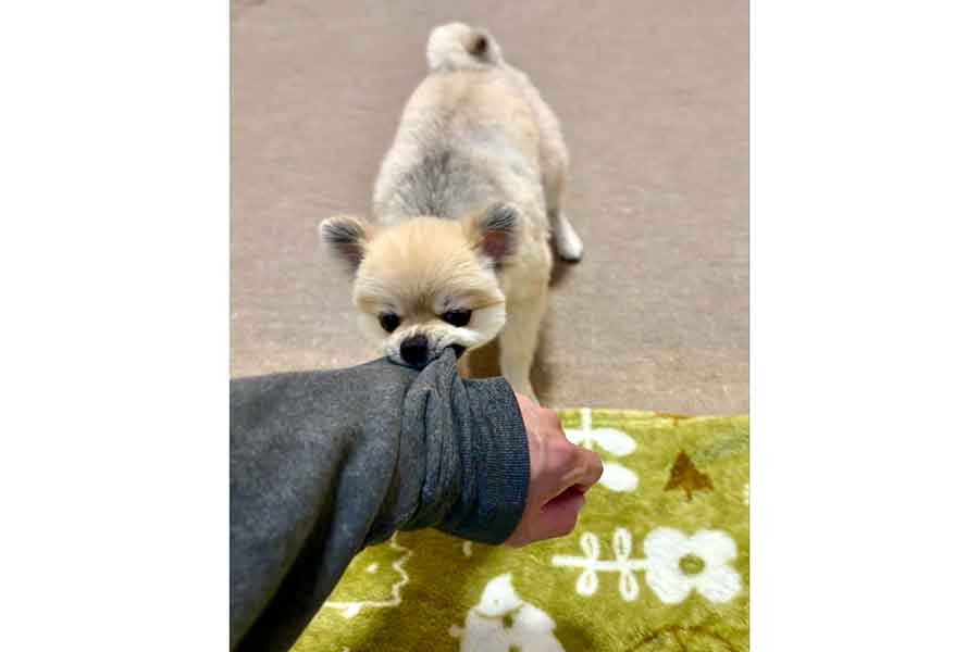 飼い主さんの服の袖を一生懸命引っ張るむぎくん【写真提供：あさぽん/ポメラニアンのしもべ（@asaponta_9）さん】