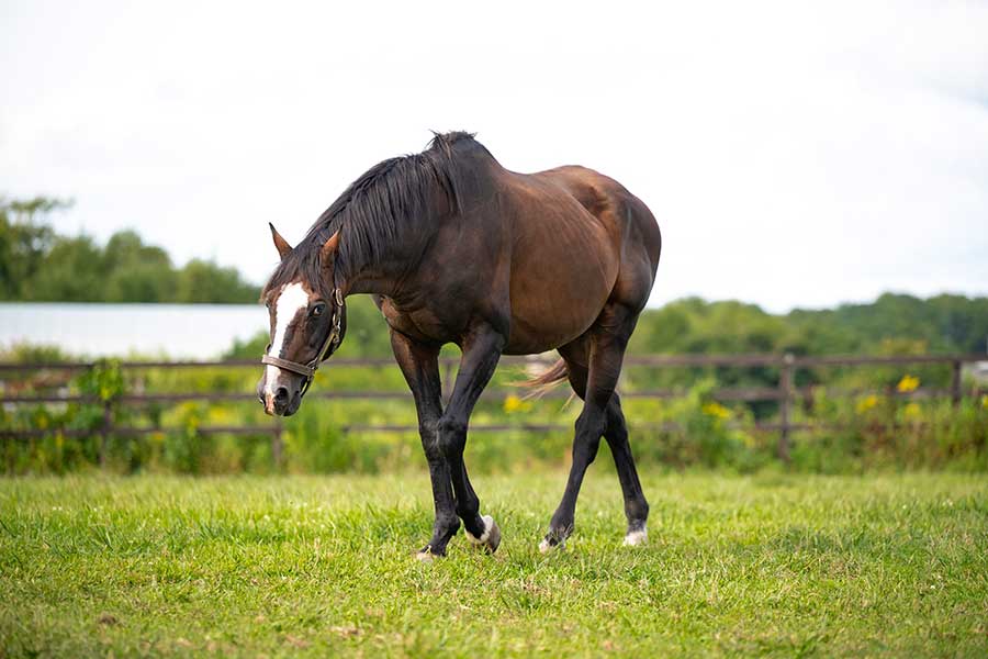 2002年の日本ダービーを制したタニノギムレット【写真提供:ヴェルサイユリゾートファーム】