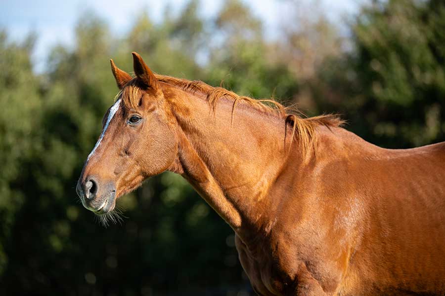 YogiboのCMでもおなじみになったアドマイヤジャパン【写真提供:ヴェルサイユリゾートファーム】