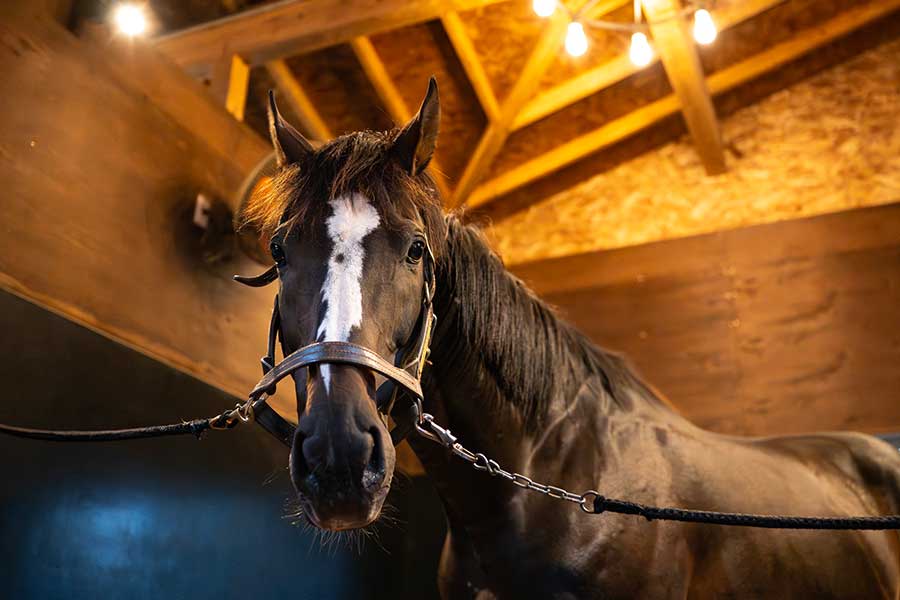 有馬記念に出走した名ハードラー・オジュウチョウサンも在籍【写真提供： ヴェルサイユリゾートファーム】