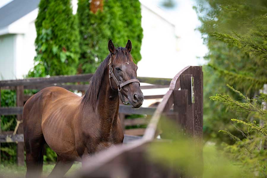 18歳になったローズキングダム【写真提供：ヴェルサイユリゾートファーム】