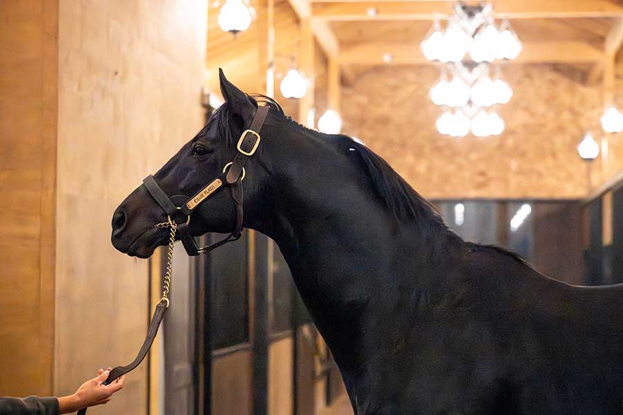 2010年日本ダービー、2012年天皇賞・秋を勝ったエイシンフラッシュ【写真提供：ヴェルサイユリゾートファーム】