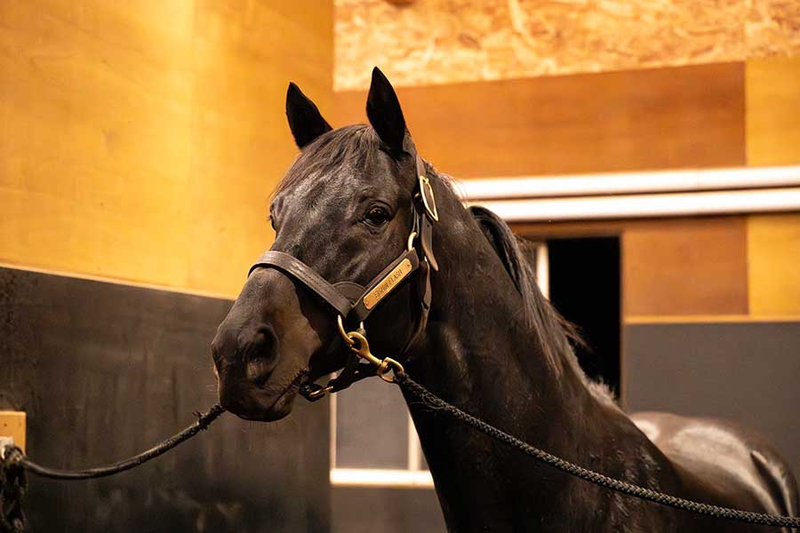 牧場で過ごす、エイシンフラッシュ【写真提供：Yogiboヴェルサイユリゾートファーム】