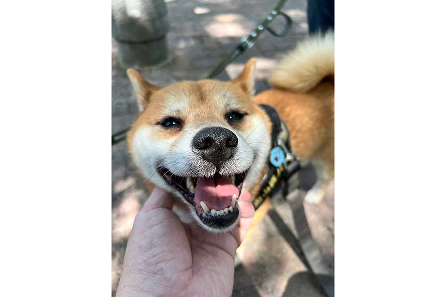 散歩中の笑顔がまぶしい桃ノ助くん【写真提供：豆柴 鬼山桃ノ助さん 鬼山桜丸さん（@mame_momosakura）さん】