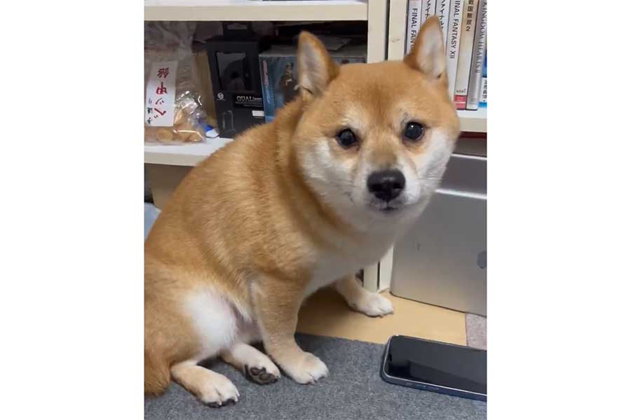 雷に怯える桃ノ助くん（スクリーンショット）