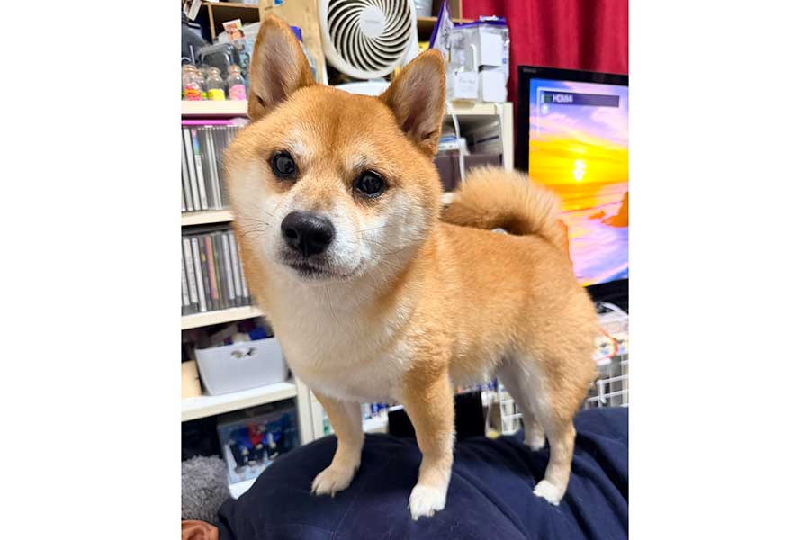 キリッとした表情がかっこいい桃ノ助くん【写真提供：豆柴 鬼山桃ノ助さん 鬼山桜丸さん（@mame_momosakura）さん】