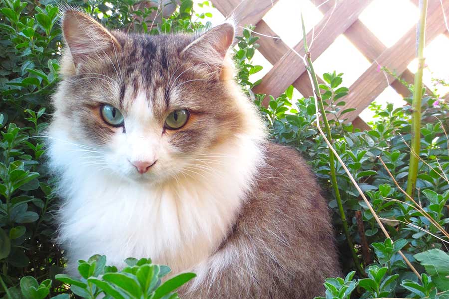 ふわふわな毛並みのレンくん【写真提供：猫のために家を買った漫画家(汐里)（@nekomamire99）さん】