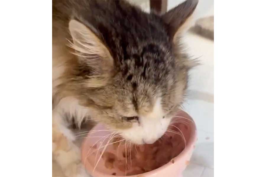 夢中になってウェットフードを食べるレンくん（スクリーンショット）