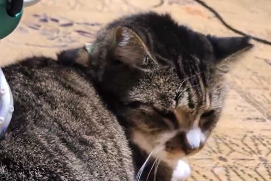 気持ち良さそうな表情のねこ。その背中には…（スクリーンショット）
