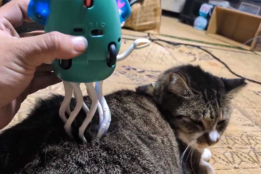 気持ち良さそうにマッサージされるぶちくん（スクリーンショット）