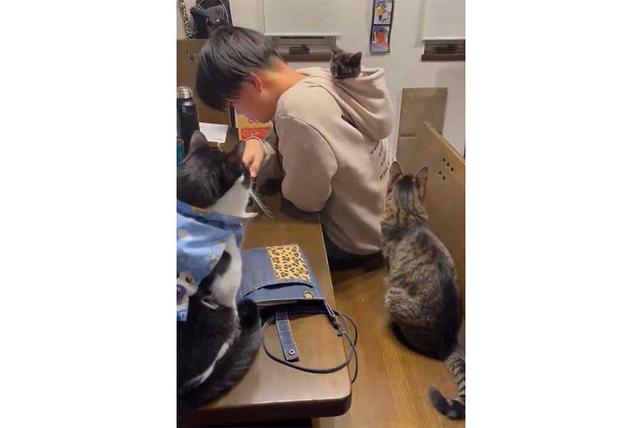 “にぃに”の周りに集まる（左から）きぃちゃん、もみじちゃん、琥珀くん（写真はスクリーンショット）