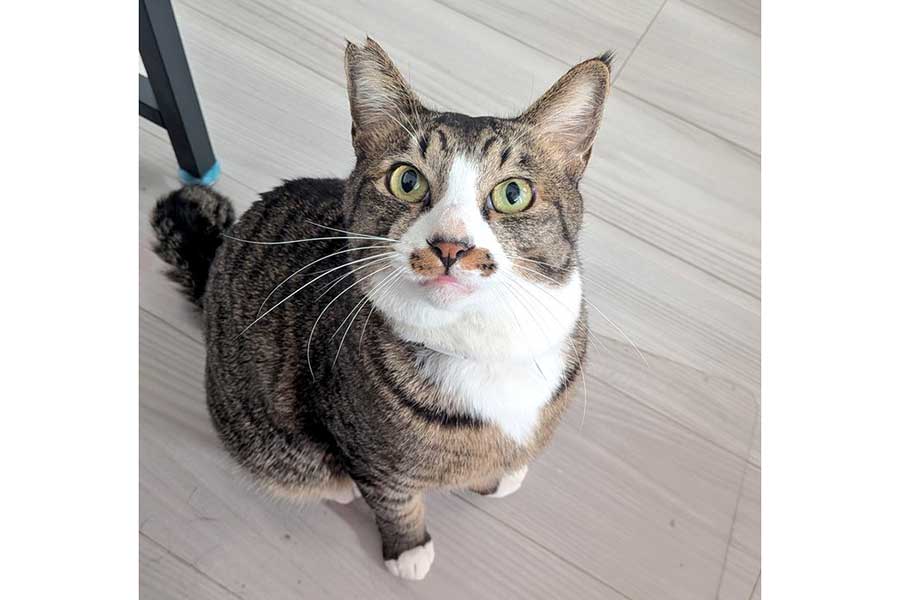 じっとこちらを見つめるムウくん【写真提供:らいあん(@allian7)さん】