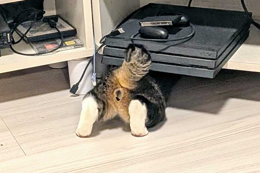 夢中でおもちゃを取ろうとするムウくんの後ろ姿【写真提供:らいあん(@allian7)さん】