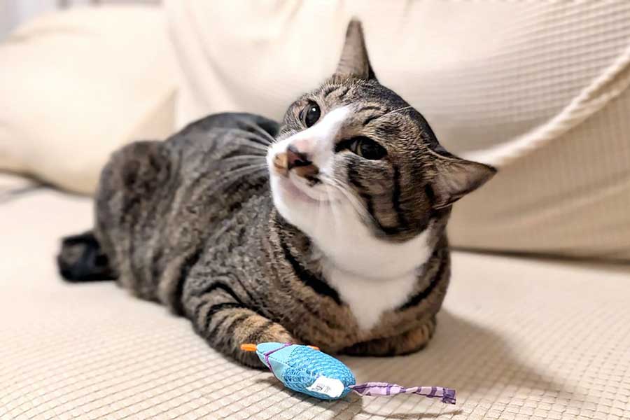 おもちゃが取れてドヤ顔するムウくん【写真提供:らいあん(@allian7)さん】