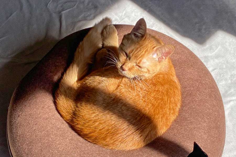 クッションの上でくつろぐ、つぶちゃん【写真提供：つぶ（@tsubu_0401）さん】