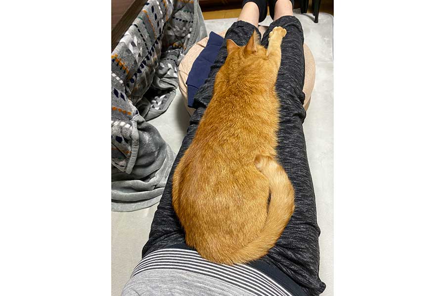 飼い主さんの脚の上でくつろぐつぶちゃん【写真提供：つぶ（@tsubu_0401）さん】