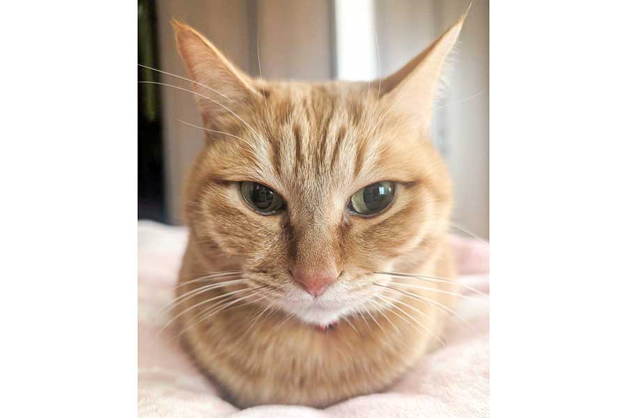 “香箱座り”で穏やかな表情を浮かべるぷりんくん【写真提供:ぷりんちゃん(@purinlala)さん】