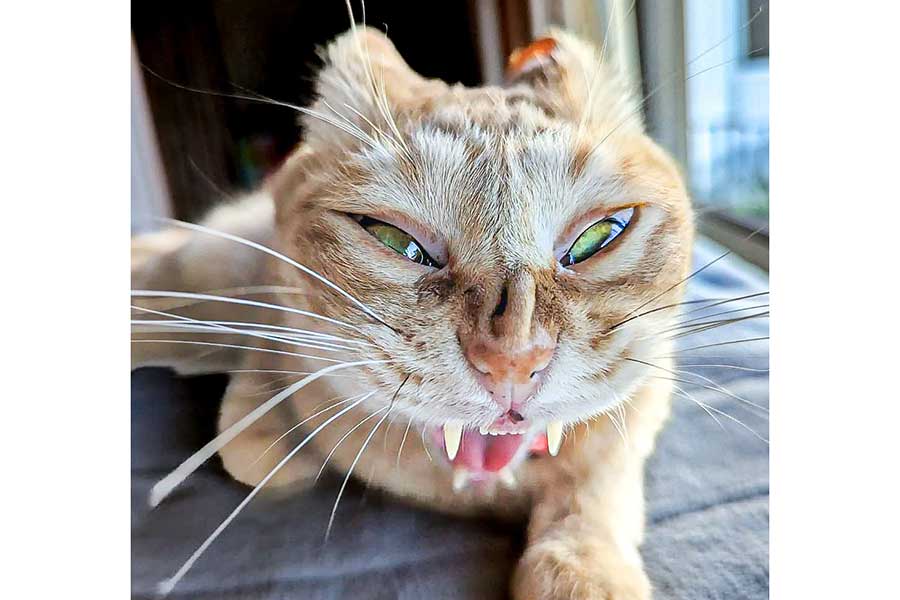 迫力満点の表情を見せるぷりんくん【写真提供:ぷりんちゃん(@purinlala)さん】