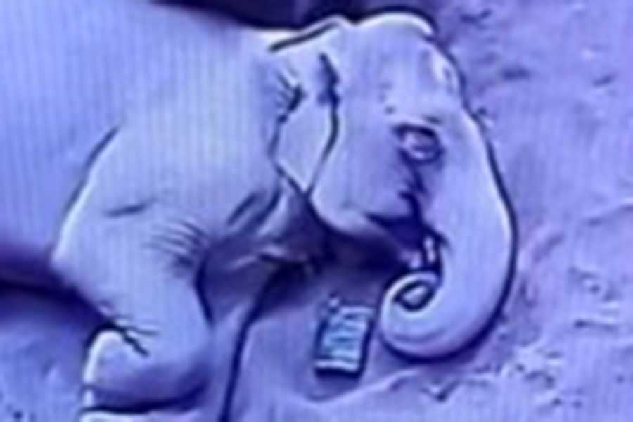 横になって休んでいる母ゾウのパール【画像提供：札幌市円山動物園（@marudou_fan）】