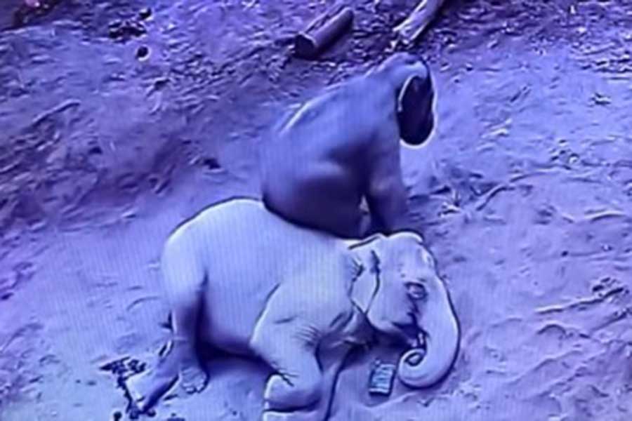 横になったパールに腰かけるタオ【画像提供：札幌市円山動物園（@marudou_fan）】