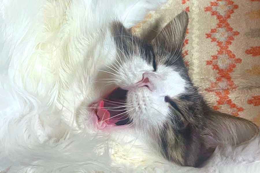 飼い主さんにかまってほしい様子の藍くん【写真提供:水(@3mof__)さん】