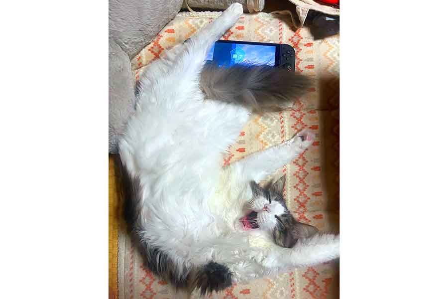 バンザイポーズでゴロンとする藍くん【写真提供:水(@3mof__)さん】