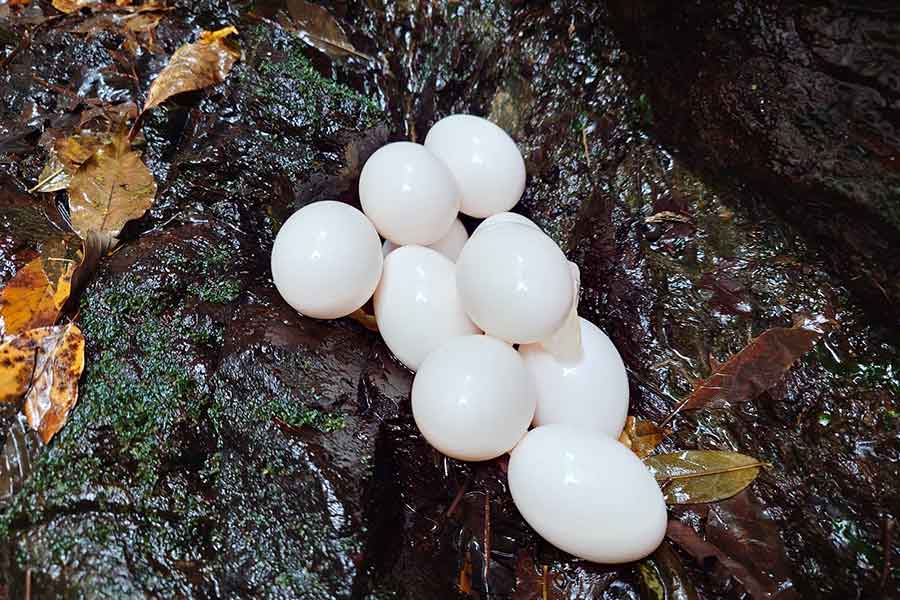 滝のそばで見つけたゆで卵のようなもの【写真提供：あっきー（@yamabocchi）さん】