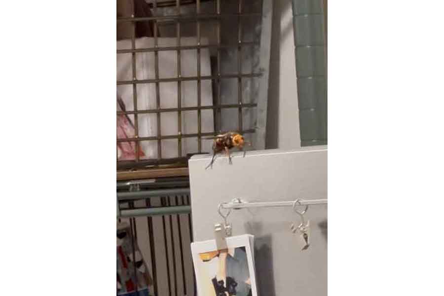 マンション14階にスズメバチが出没【写真提供：本人】