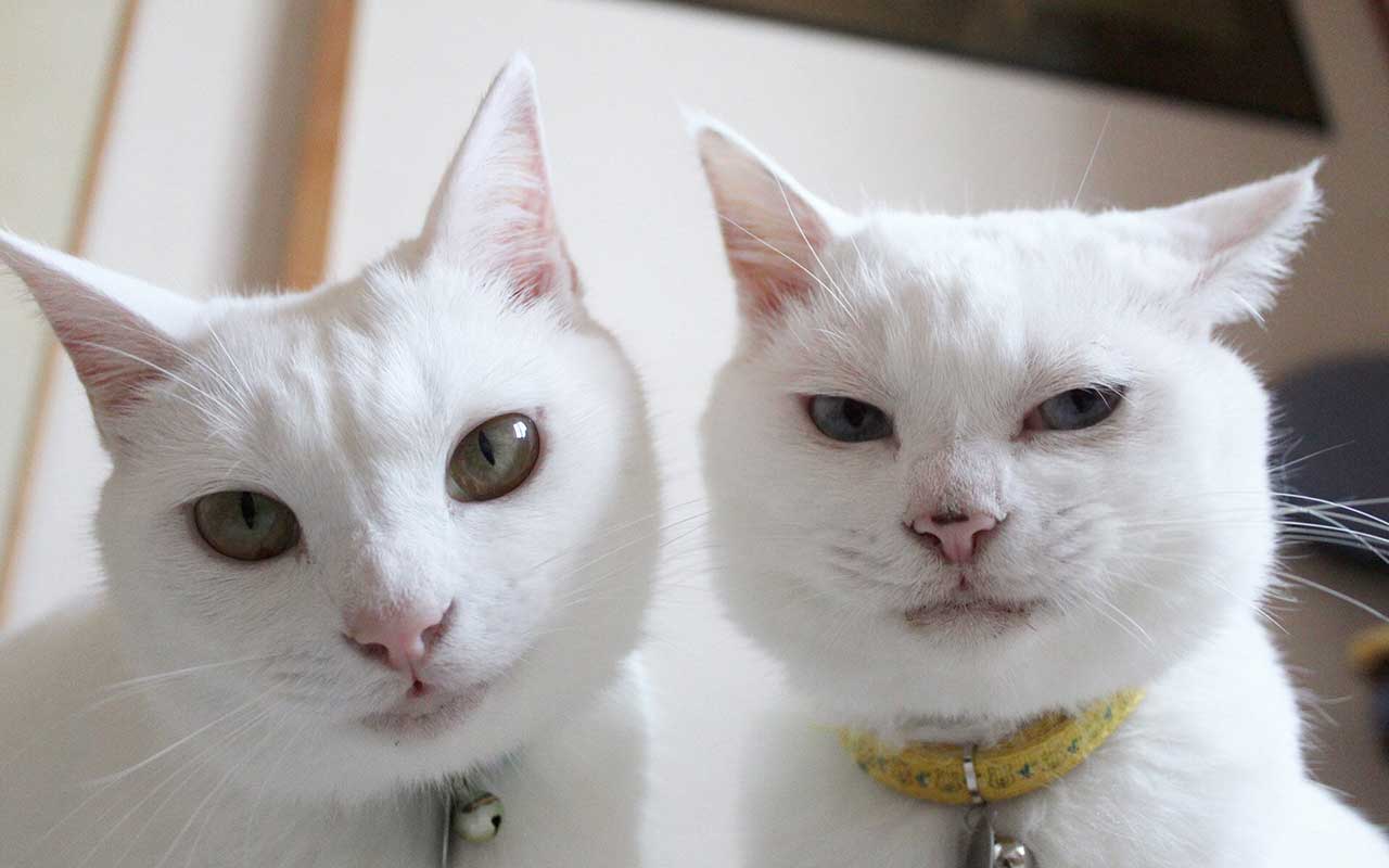 仲良く写真に収まる（左から）リリーちゃんとぷるちゃん【写真提供：しんばぷー（@shinbaba10）さん】